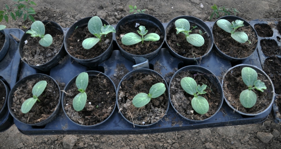 00f36d8a-8073-4b0b-b28d-4d6c28c500e8-1765827630