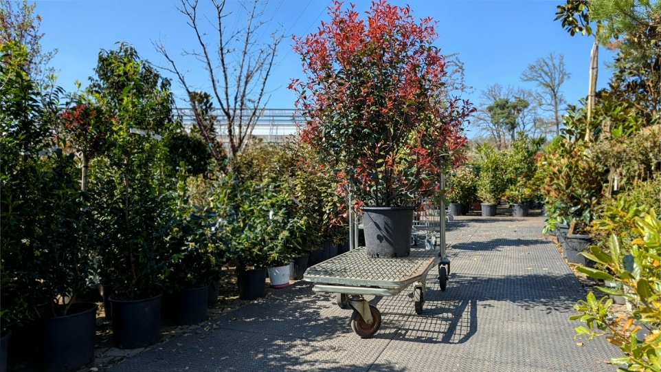 313ea896-403d-425a-8116-eea382e6995b-1770220681