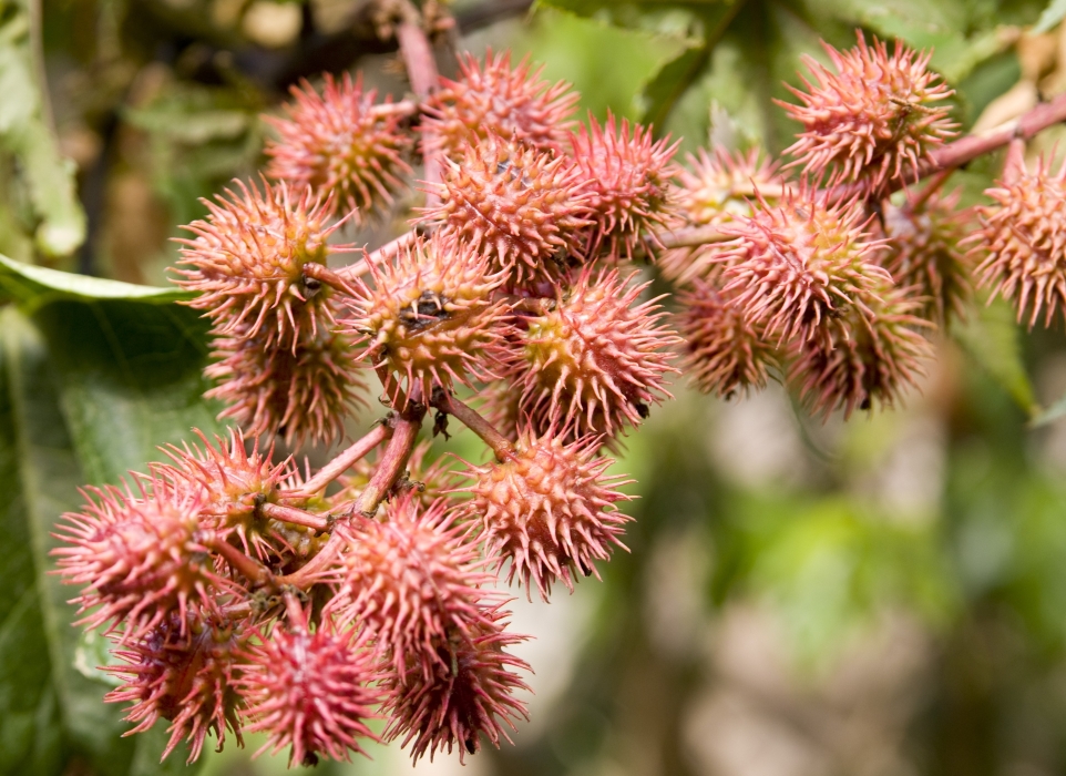 Skupisko kwiatów rącznika pospolitego