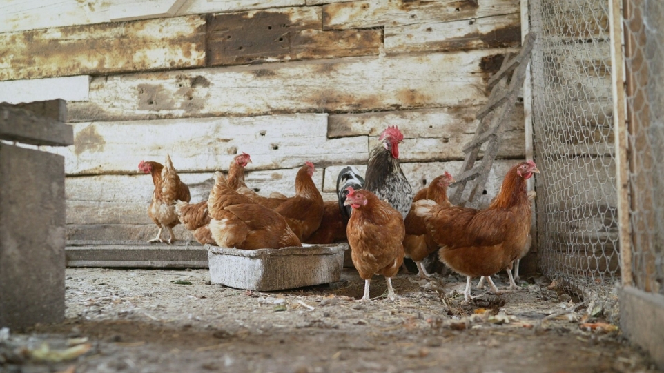 8bf60608-b97b-40fe-adf0-3596209b8a7e-1765827604