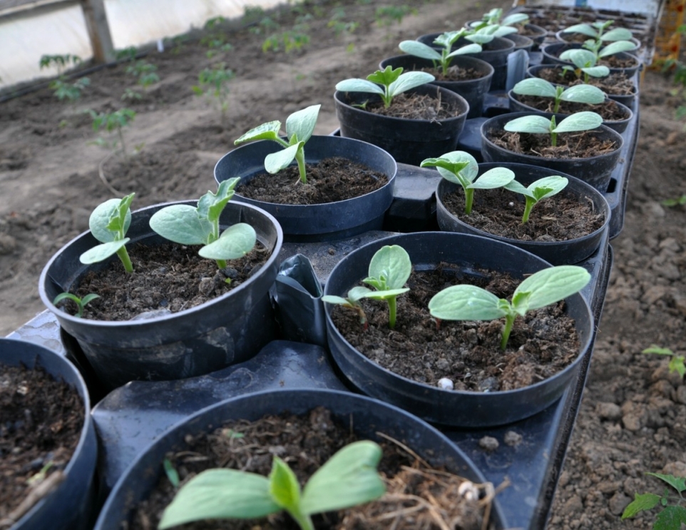 c492d8da-9332-4160-b02b-b4b869637e5d-1765811016