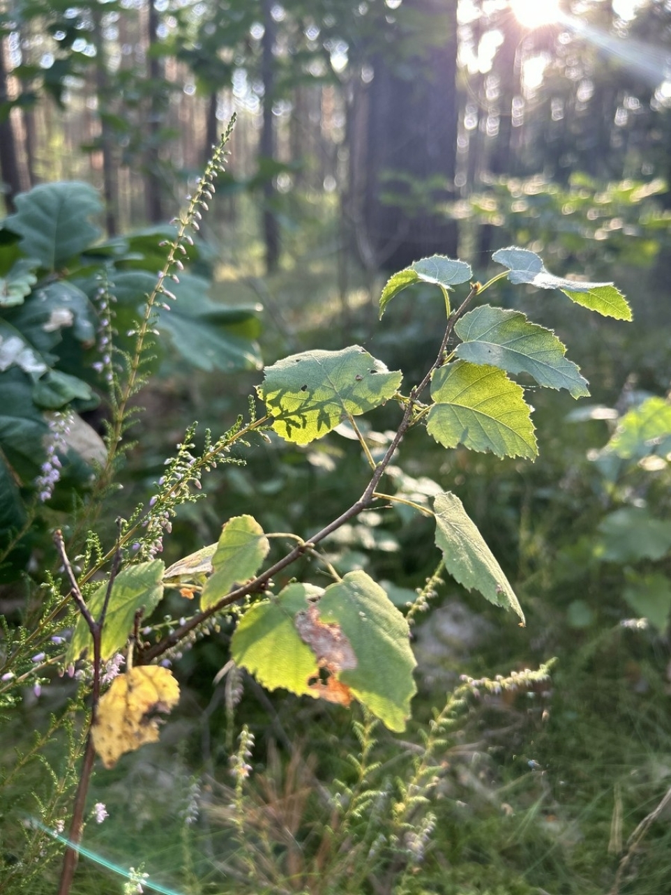 c4b923e4-3bcb-4bf0-ab45-0a853768a857-1770245087