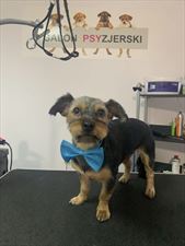 czesanie psów