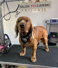 psi salon