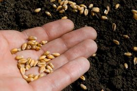 nasiona zbóż. Agro-Jędrek Andrzej Rzeźnik. Paradyż