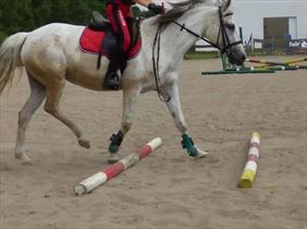 szkolenia jeździeckie