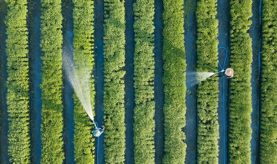Rodzaje nawozów do roślin uprawnych