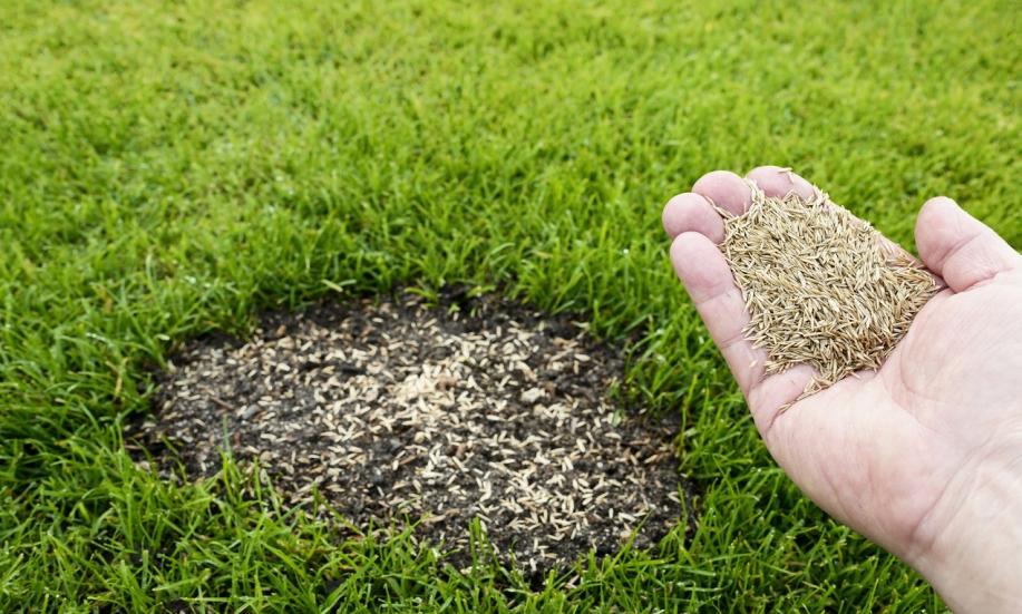 Jak wybrać odpowiednią mieszankę trawnikową? Jak wybrać odpowiednią mieszankę trawnikową?