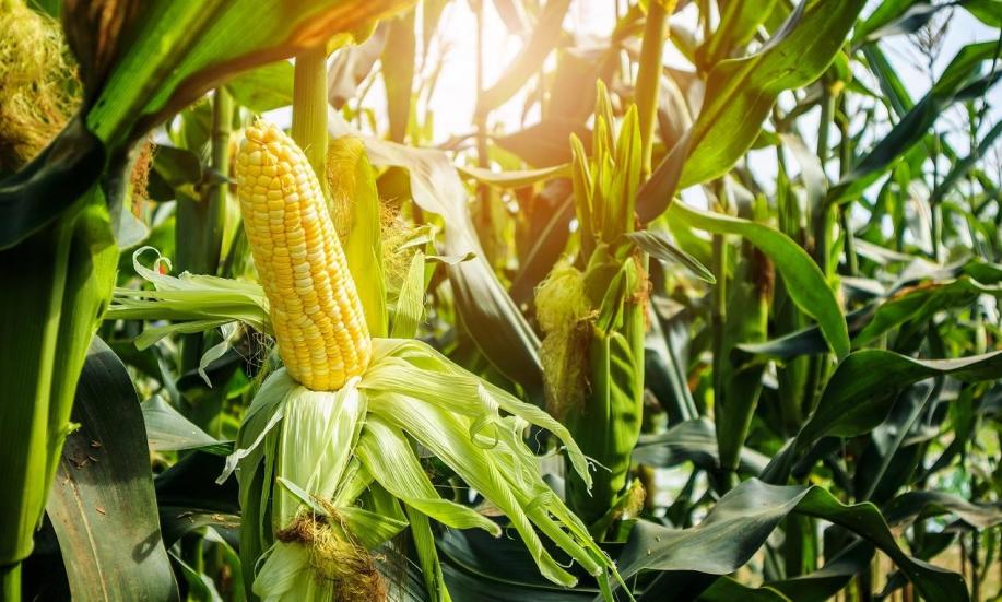 Dlaczego kiszonka z kukurydzy jest chętnie wykorzystywana w gospodarstwach rolnych jako materiał paszowy?