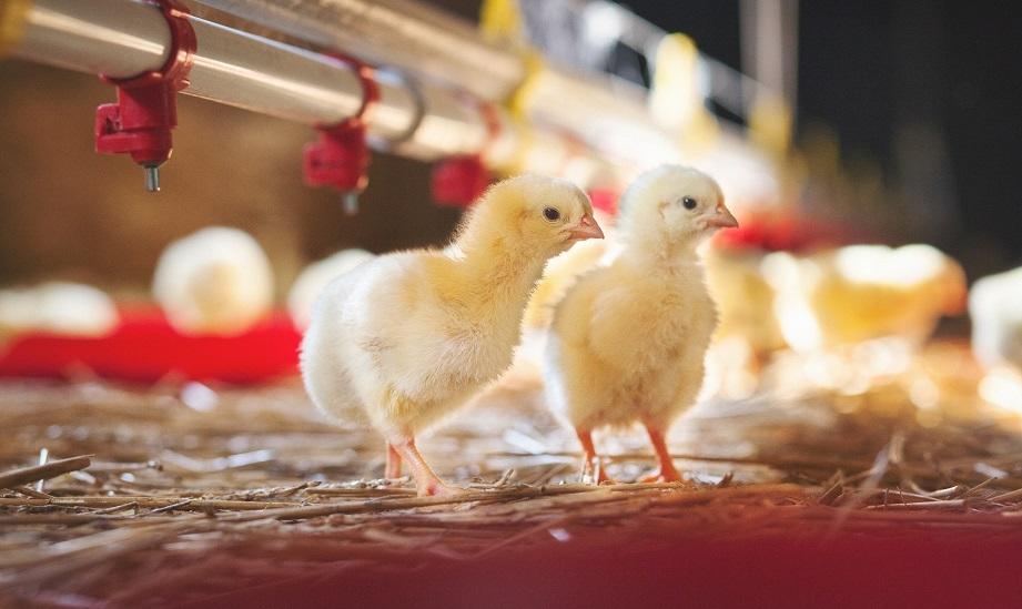 Zastosowanie premiksów w ekologicznym chowie drobiu