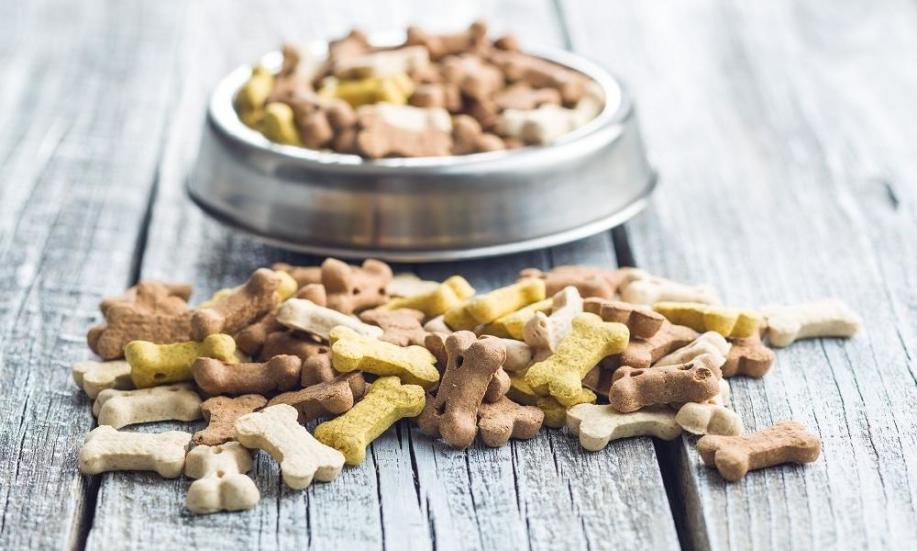 Na co zwrócić uwagę, wybierając karmę dla psa?