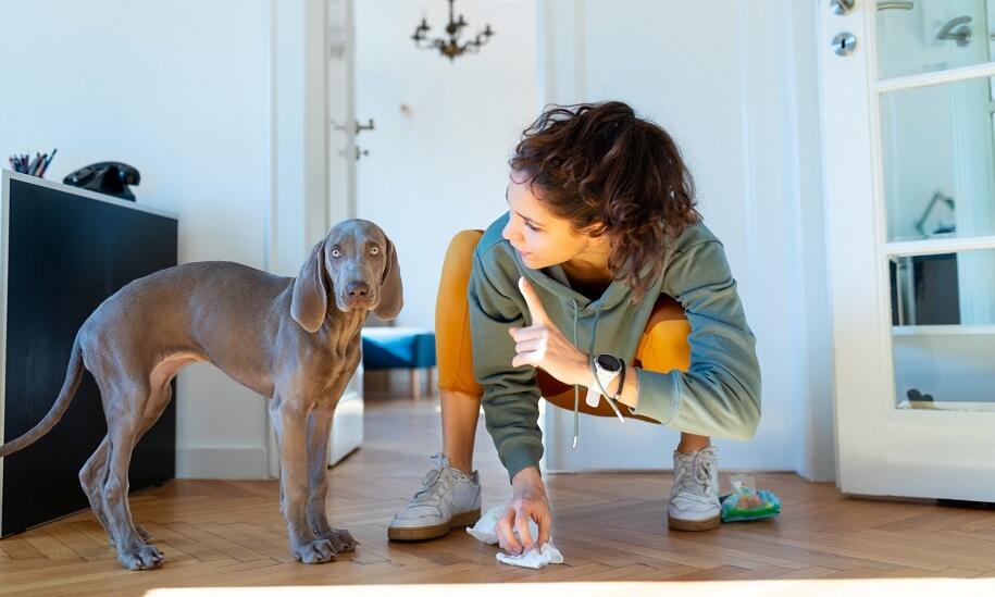 Zasady szkoleń szczeniąt