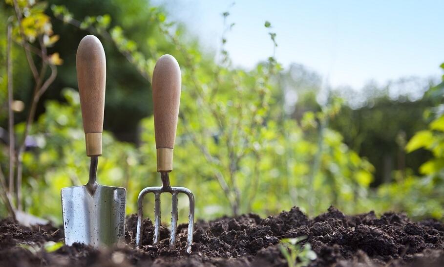 Kiedy najlepiej wycinać samosiejki?