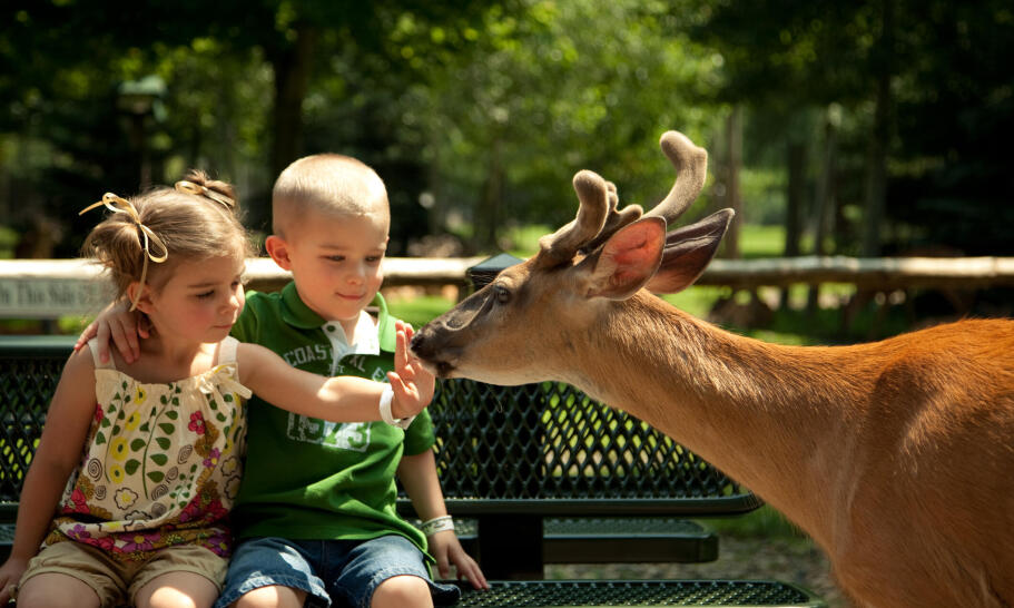 Jakie są najpopularniejsze ogrody zoologiczne w Polsce? Jakie są najpopularniejsze ogrody zoologiczne w Polsce?
