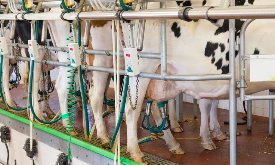 Jak sterowniki przyczyniają się do utrzymania czystości w udojniach?