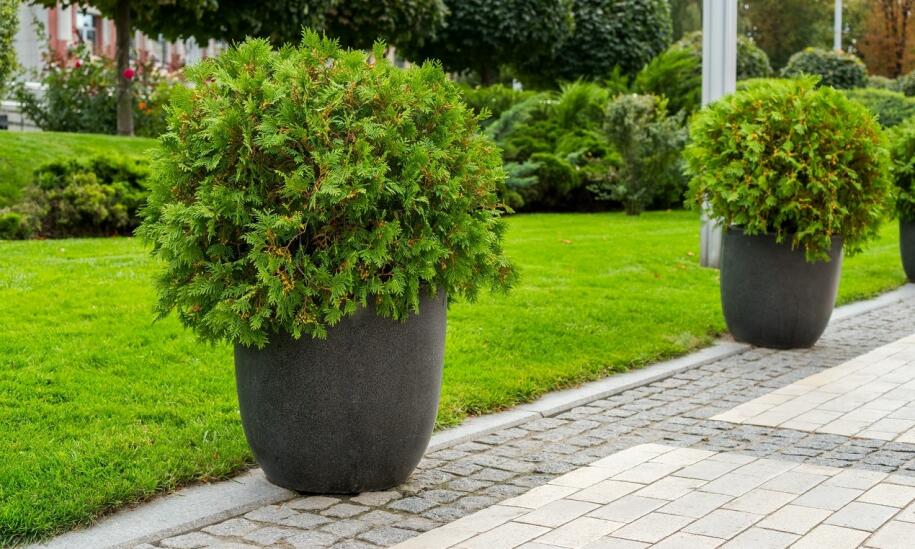 Czy donice betonowe sprawdzą się jako dekoracja ogrodu?