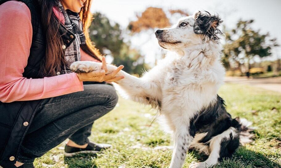 5 rzeczy, które warto wiedzieć o szkołach dla psów	