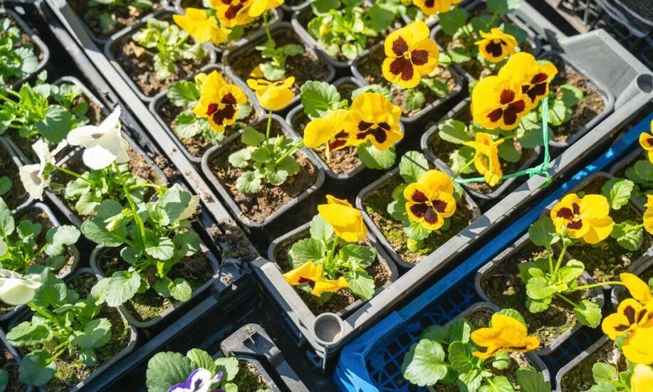 Do jakich upraw sprawdzają się palety rozsadowe?