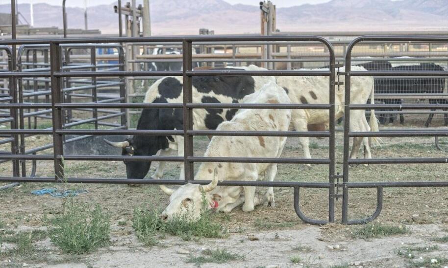 Z jakich paneli ogrodzeniowych zbudować boksy dla bydła?