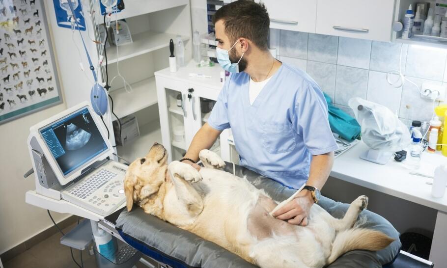 Po co wykonuje się USG dla zwierząt?