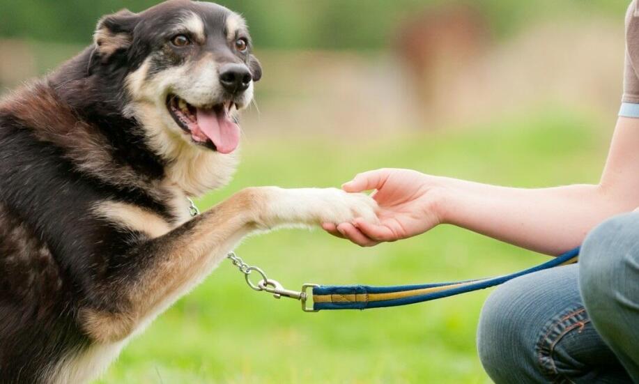 Jak przebiega szkolenie psów?