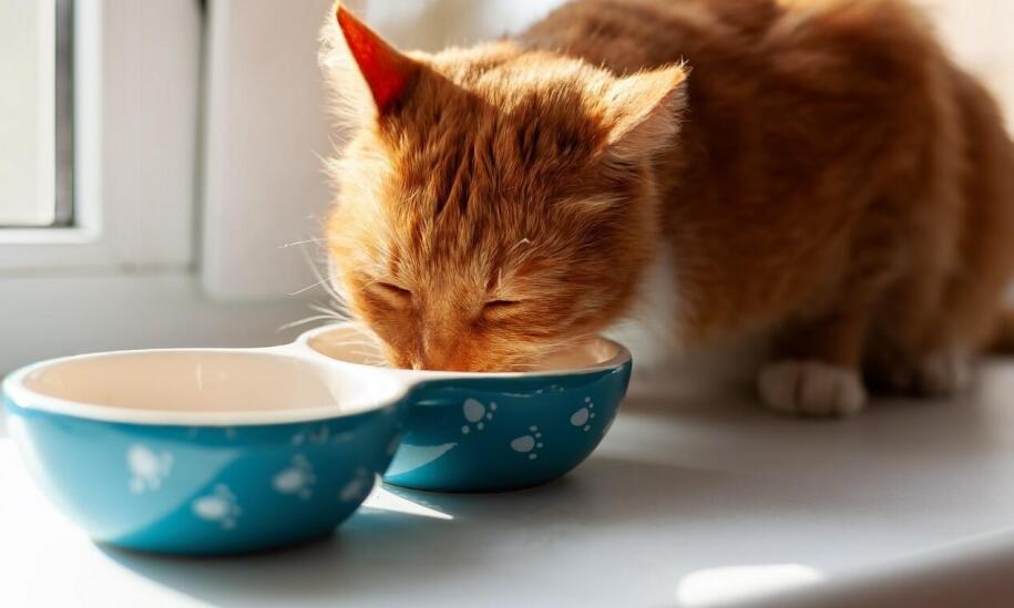 Wpływ diety na proces zdrowienia kota z problemami ze strony układu moczowego