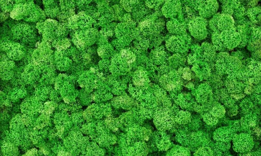 Metody hodowli i rozmnażania mchu chrobotka w warunkach domowych