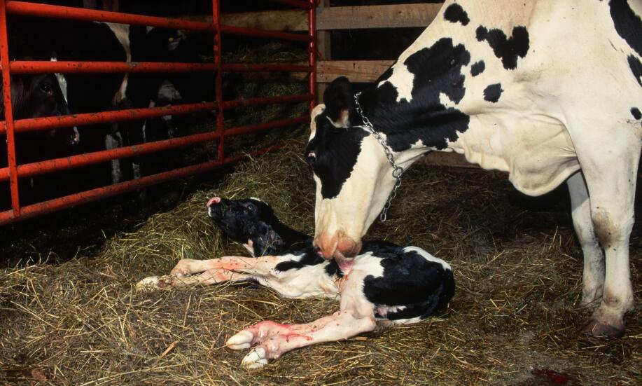 Czym są jarzma porodowe?