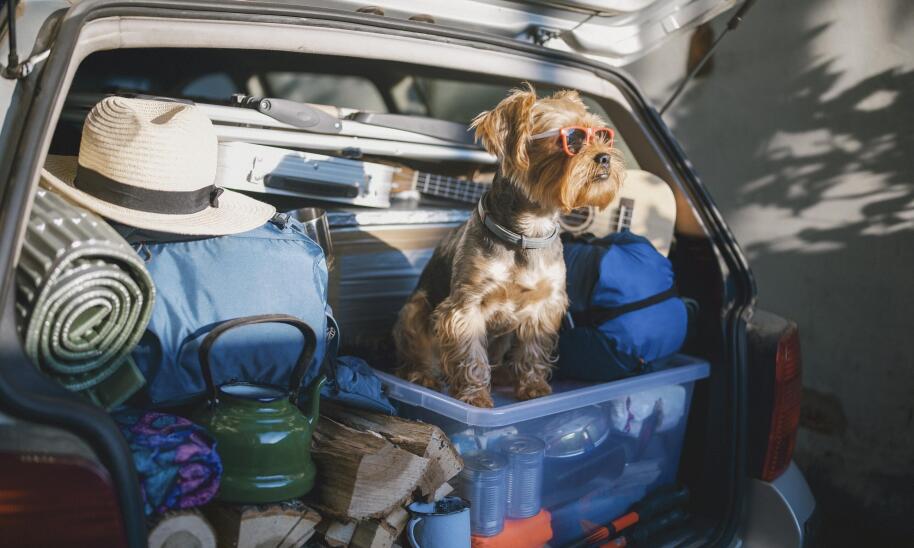 Podróż z psem - nocleg w Villa Patryk w Zakopanem - Zwierzęcy komfort