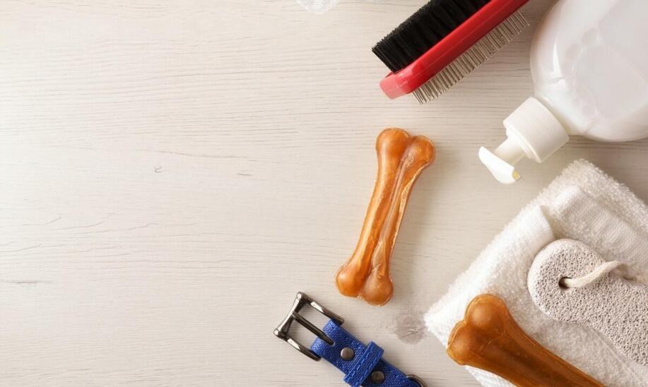 Przewóz zwierząt domowych podczas przeprowadzki - jak to zorganizować?