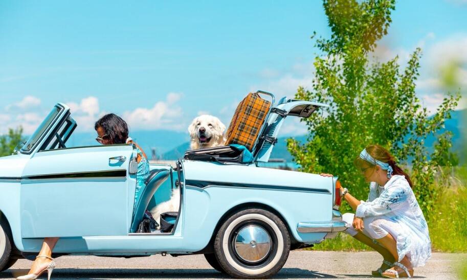 Przewóz zwierząt taksówką - co warto wiedzieć?