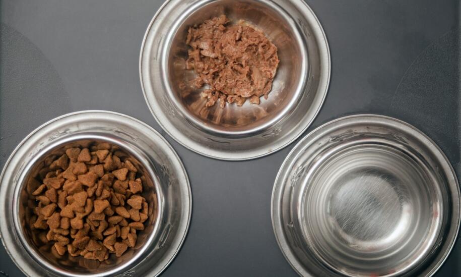 Akcesoria dla zwierząt domowych - co warto mieć w swoim domu, aby ułatwić sobie opiekę nad zwierzętami?