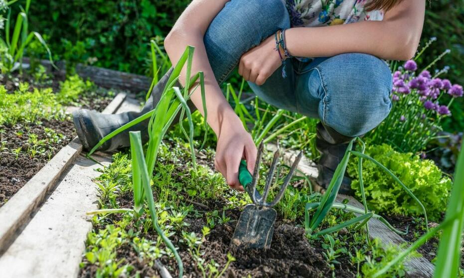 Co należy uwzględnić w procesie zakładania ogrodów?