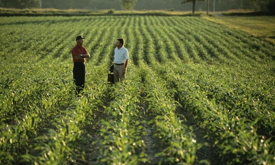 Doradztwo rolnicze: jak znaleźć najlepszych ekspertów w branży agro Doradztwo rolnicze: jak znaleźć najlepszych ekspertów w branży agro