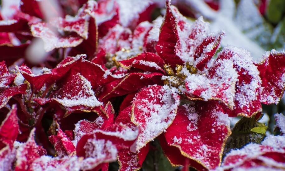 Kluczowe czynniki wpływające na udaną sprzedaż poinsecji w sklepach detalicznych