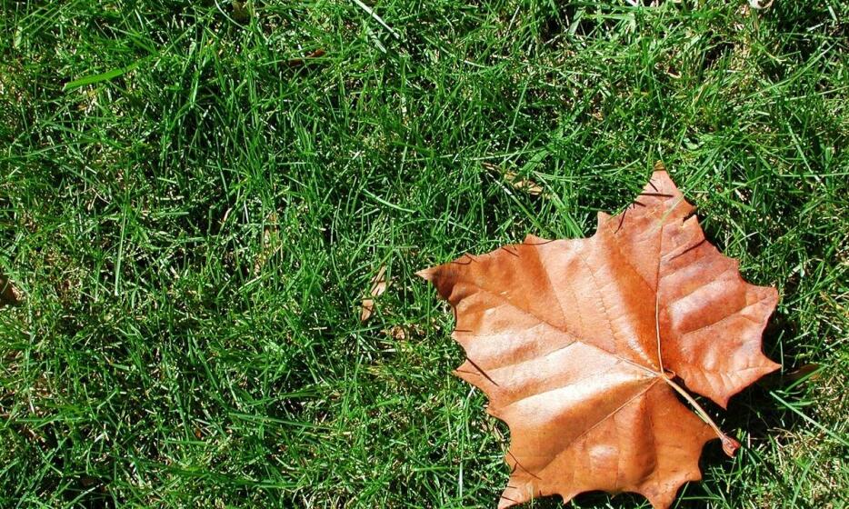 Odkurzacz do liści Stihl dla profesjonalistów – co go wyróżnia na rynku?