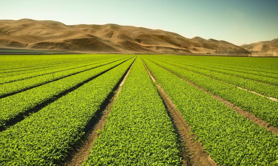 Jakie warunki klimatyczne sprzyjają uprawie wasabi w Japonii? Jakie warunki klimatyczne sprzyjają uprawie wasabi w Japonii?