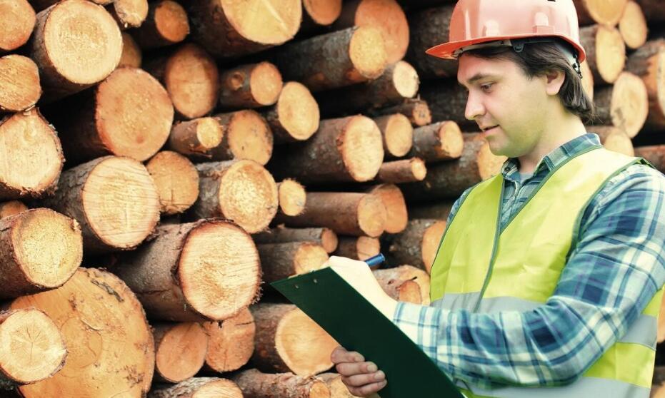 Jakie gatunki drewna opałowego są najczęściej wybierane przez klientów?