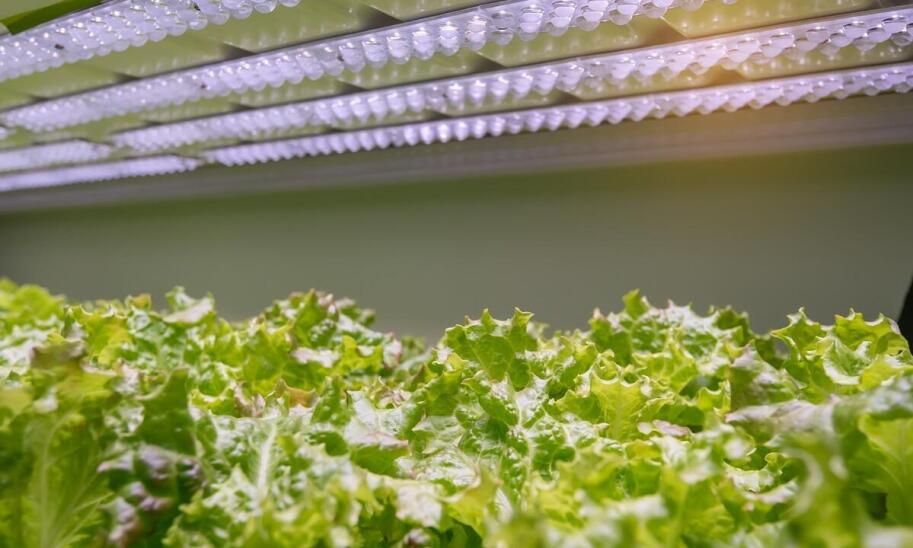 Rola technologii w nowoczesnym ogrodnictwie – co warto wiedzieć?