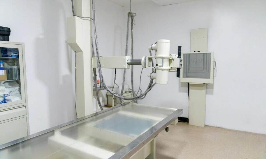 Infekcje u psów i kotów - jak infolinia weterynaryjna 24h może pomóc w nagłych przypadkach?