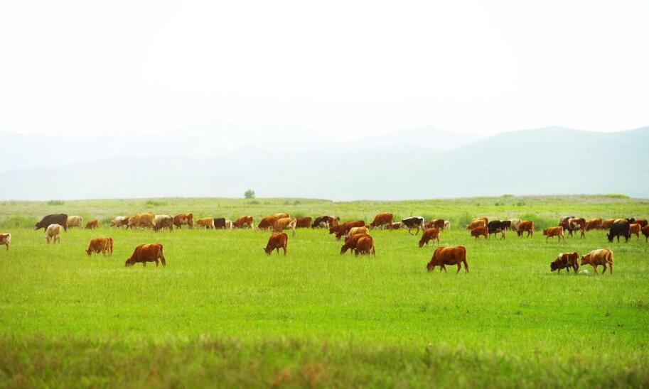 Skup bydła: jakie są aktualne trendy w branży mięsnej, które wpływają na ceny?