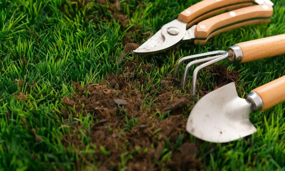 Jakie nasiona traw wybrać, aby uzyskać piękny trawnik?