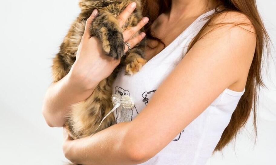 temat; zalety hoteli dla kotów