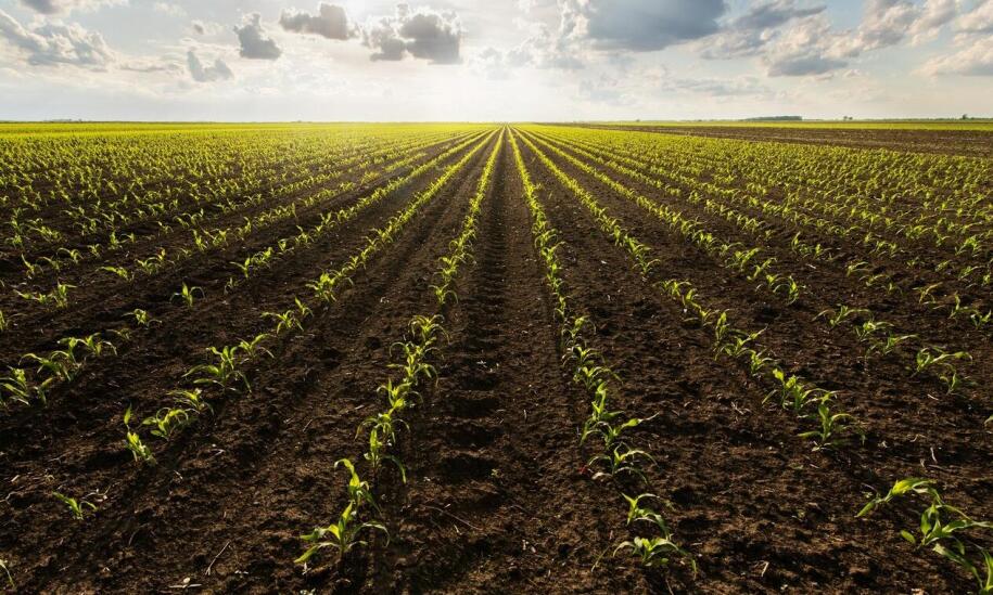 Jakie są zalety stosowania wysokoplonujących odmian kukurydzy w trudnych warunkach?