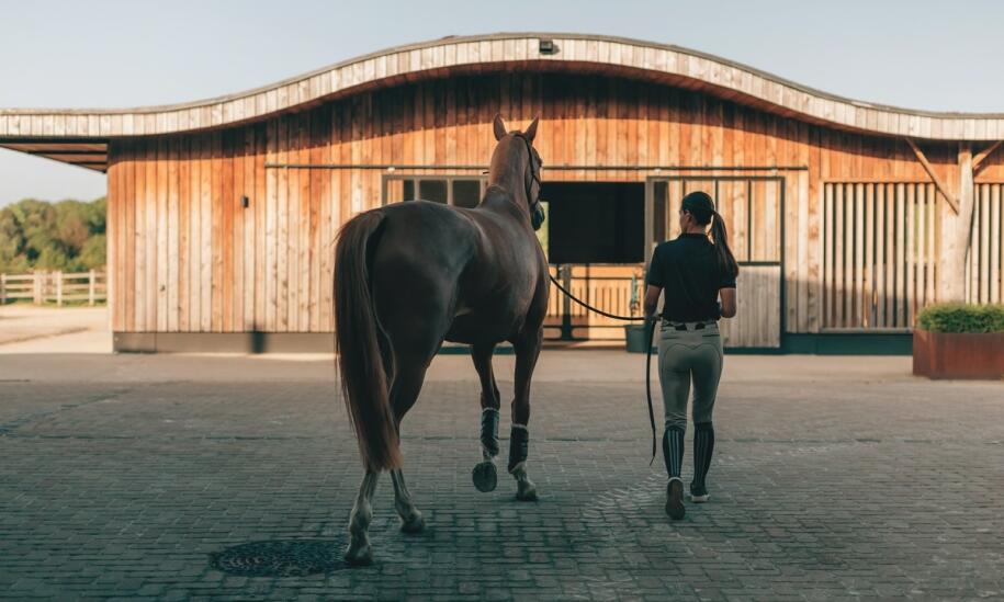Jakie wyposażenie oferuje stajnia koński sad? paki jeździeckie, koniowozy