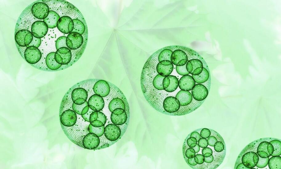 Chlorella a energia – jak wpływa na witalność organizmu?