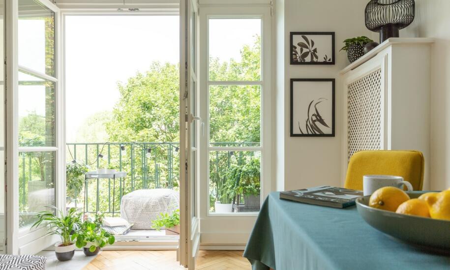 Begonia królewska – idealna roślina do wnętrz i ogrodów!