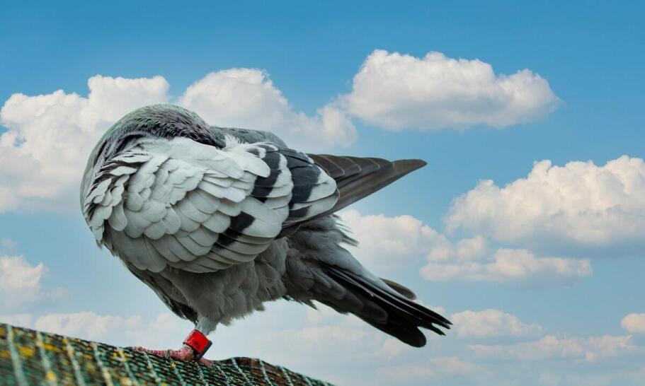 Jakie cechy powinny mieć regały dla gołębi młodych, aby zapewnić ich komfort? Jakie cechy powinny mieć regały dla gołębi młodych, aby zapewnić ich komfort?
