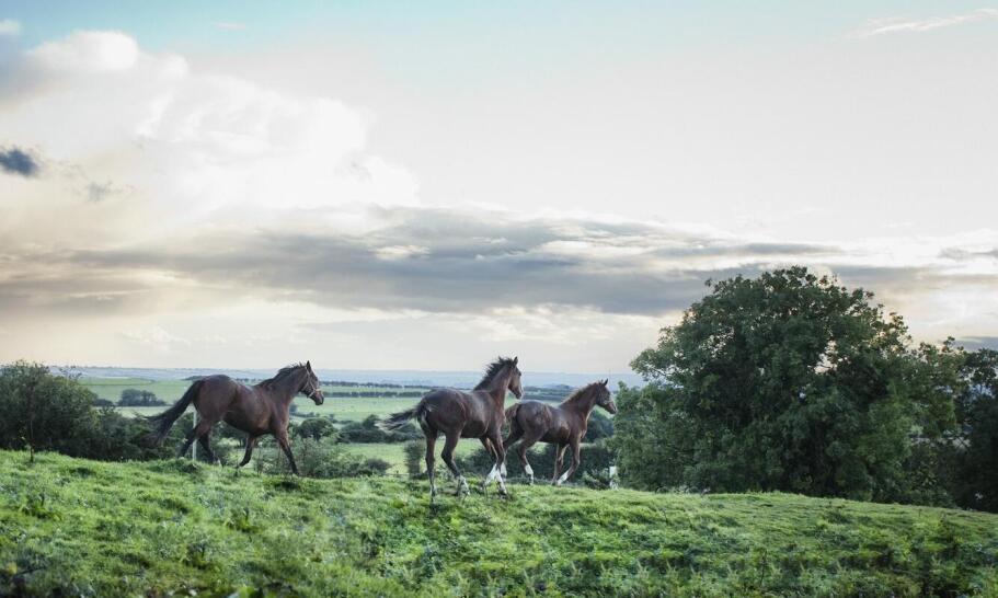Dlaczego młode konie sportowe na sprzedaż mogą być lepszym wyborem niż starsze?