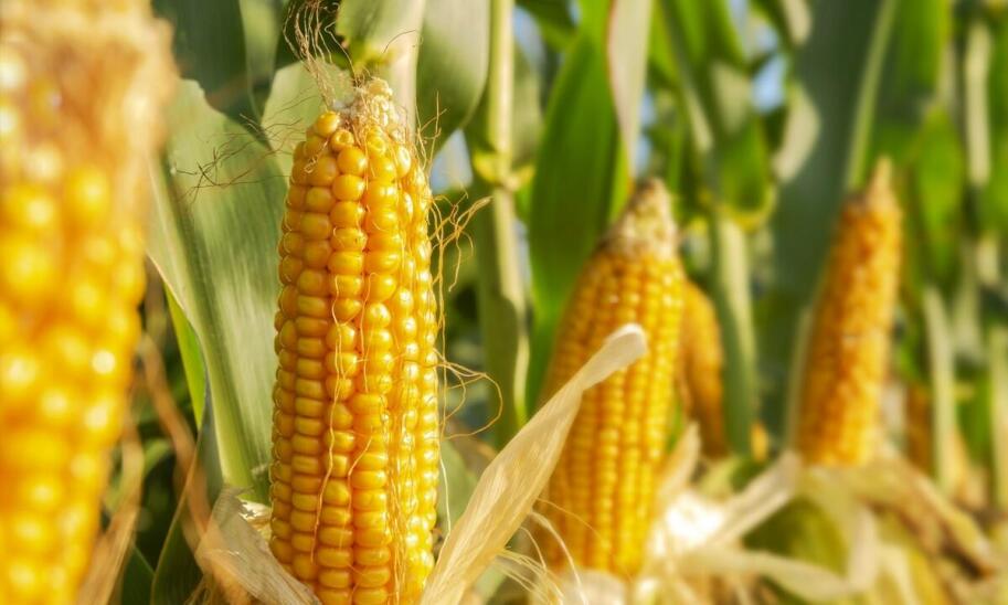 Nasiona DKC a ochrona przed chorobami: jakie mają właściwości? Nasiona DKC a ochrona przed chorobami: jakie mają właściwości?
